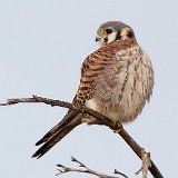 12SB6417 AmericanKkestrelFfemale